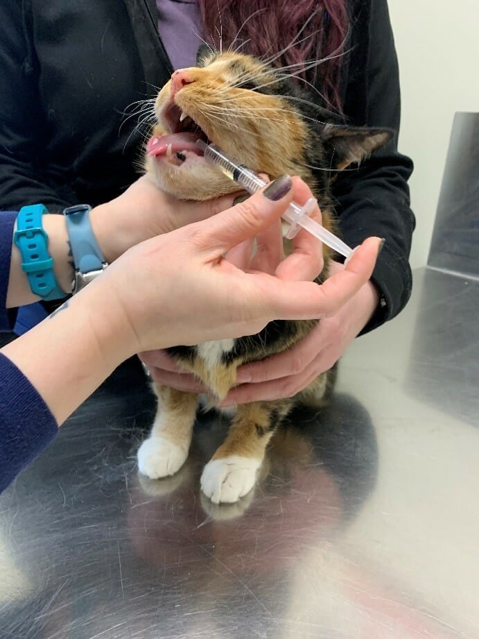 How to Give Your Cat Oral Medications Mill Creek Animal Hospital