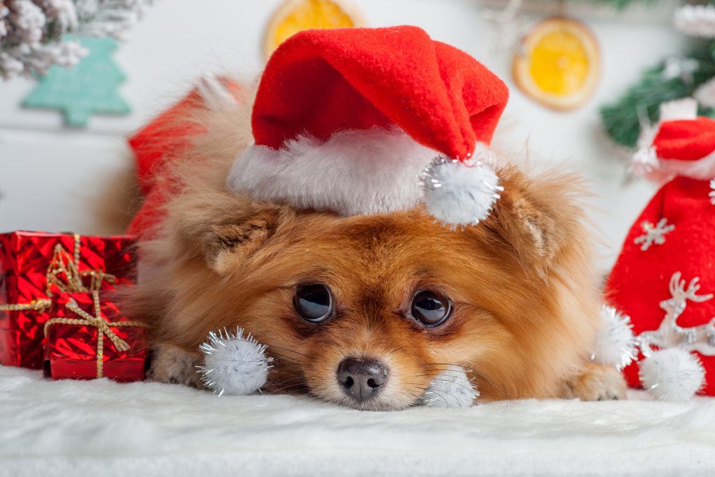 Pet Safety during the Holidays - Mill Creek Animal Hospital