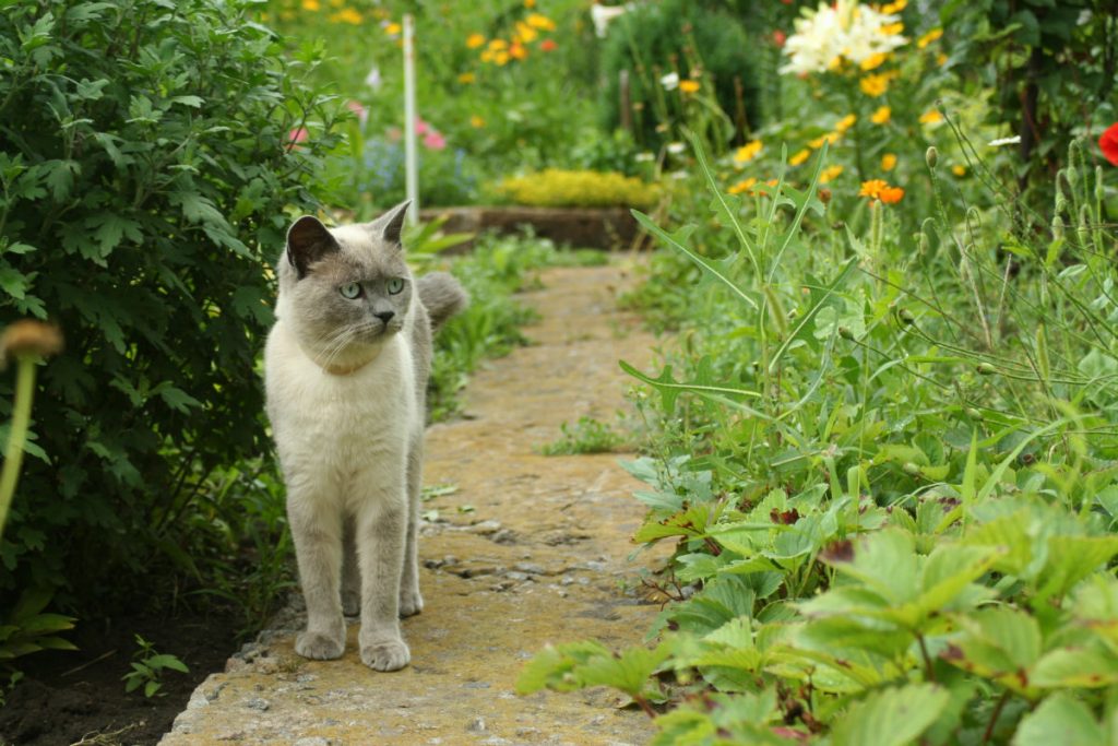 Keeping The Neighbourhood Cats Out Of Your Garden Mill Creek