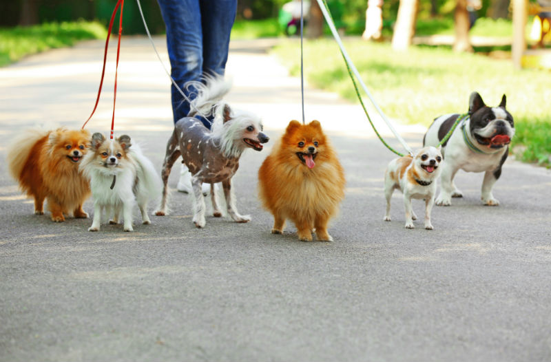 Mill Creek Importance of Socializing Your Dog