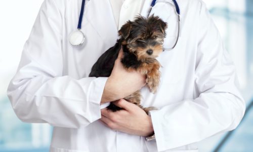 small pet care