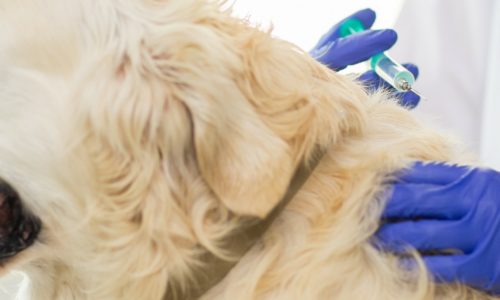 dog-vaccination