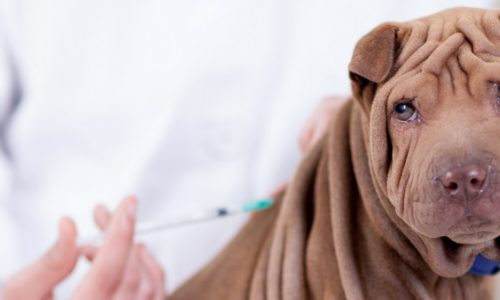 puppy-vaccinations