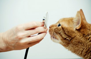 Diagnostic Testing for Pets - Mill Creek Animal Hospital