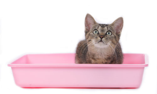urinary-problems-in-cats