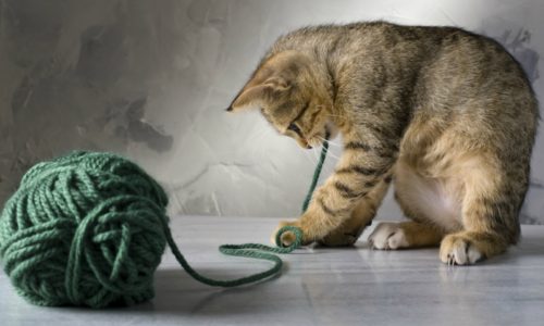 Cat Playing with String