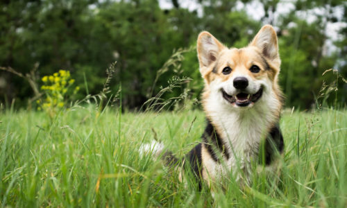cute dog in grass