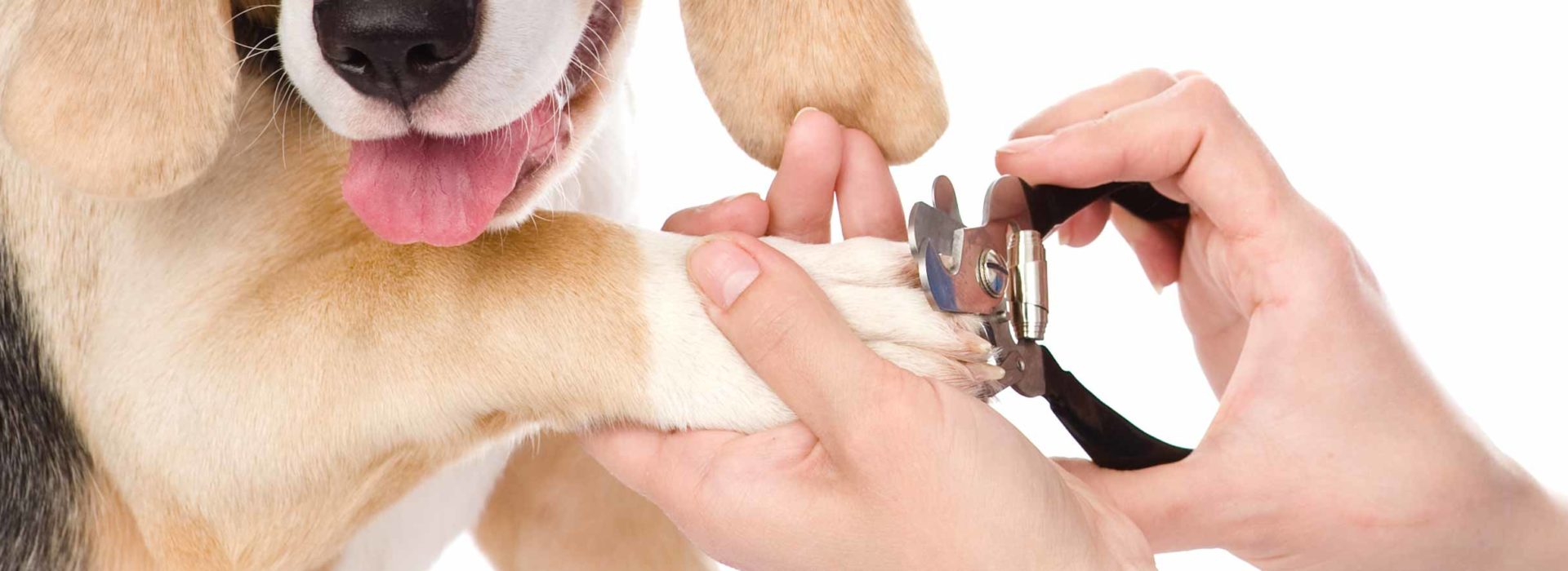 Ear Cleaning and Nail Trimming for Dogs - Mill Creek Animal Hospital