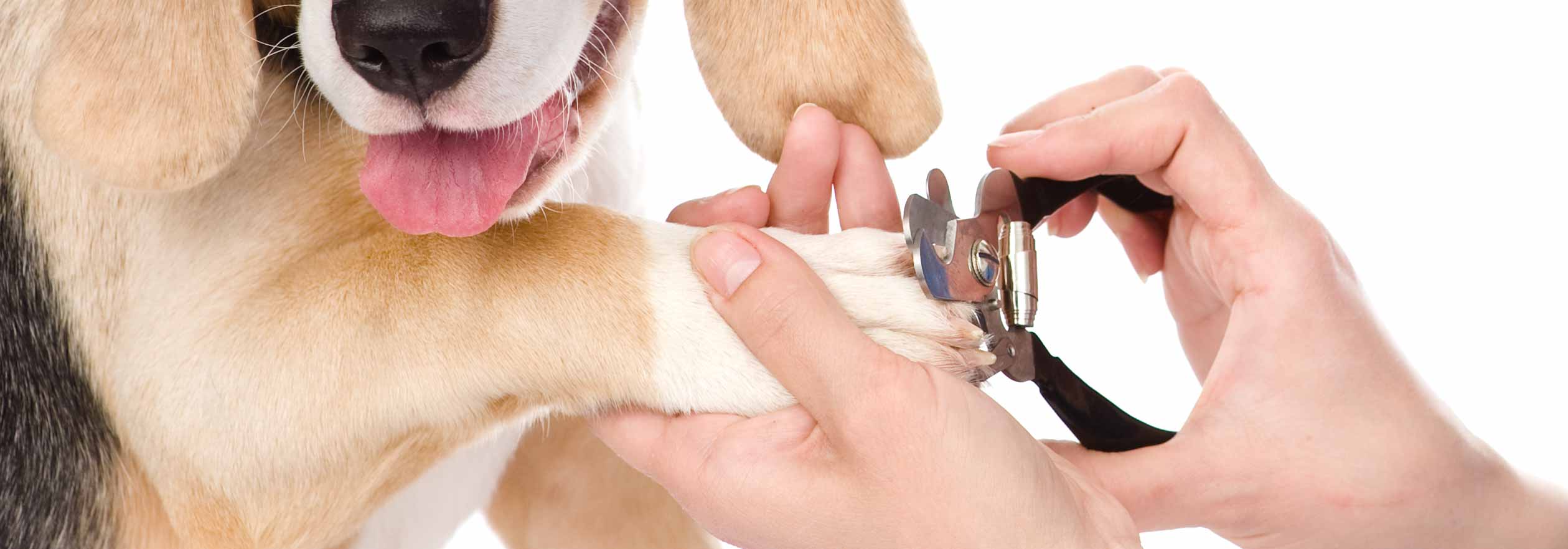 How to identify where my dog's quick is if it has black nails - Quora