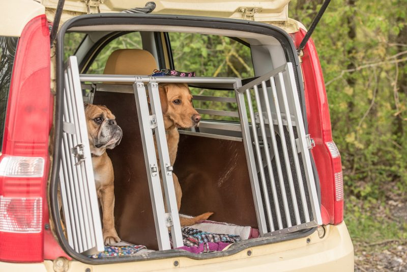 dogs in the back of red car