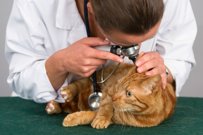 Vet Examining Cat's Ear