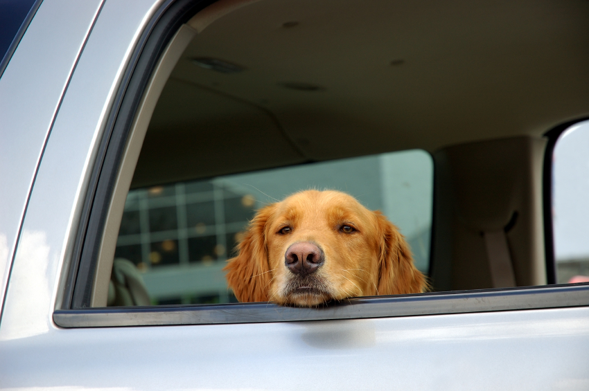 Dog sticking its head out of a car window