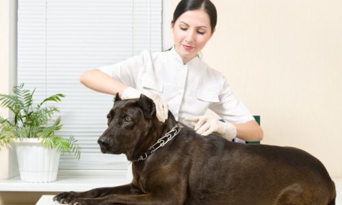 rabies-vaccinations-blog